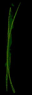 anim. fili
